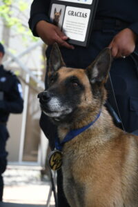 En el Día Mundial del Perro, Guanajuato reconoce a quienes también protegen vidas