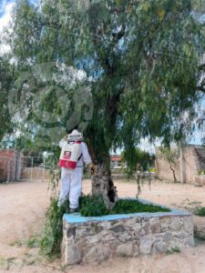 Protección Civil atiende reportes de enjambres para proteger a la población y preservar el medio ambiente
