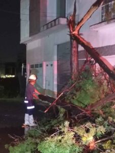 Lluvia y vientos de hasta 50 km/h causaron la caída de árboles antiguos y recientes.