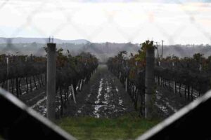 Guanajuato llega a la mitad de sus Vendimias 2026; aún quedan ocho experiencias para celebrar el vino