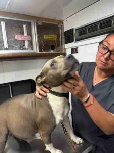Centro de Control y Asistencia Animal interviene ante denuncia por agresión a una perrita