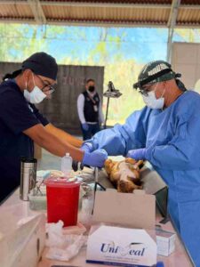 SSG esteriliza a más de 58 mil perros y gatos en Guanajuato durante 2026.